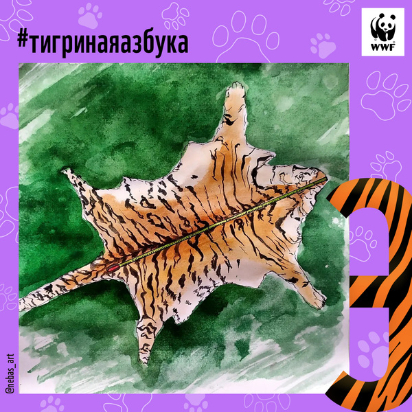 Фото №27 - Тигры от А до Я: WWF России и Woman.ru выпустили карточки об амурском тигре