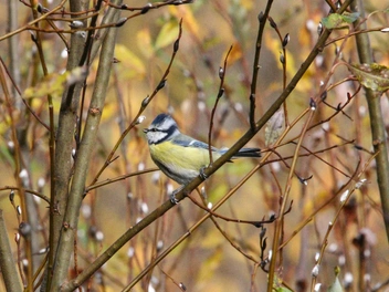 Обыкновенная лазоревка | Источник: Вера Рыженкова / Нижне-Свирский заповедник 