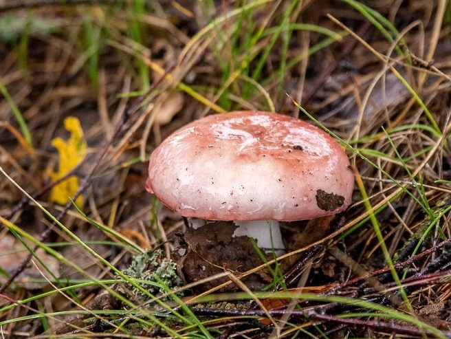 Локации для сбора грибов в Ярославской области | Источник: Кирилл Поверинов / 76.RU