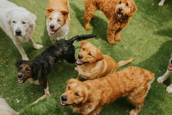 Выберите любимую породу собак и узнайте доминирующую черту вашей личности — самый полный тест (100 фотографий)