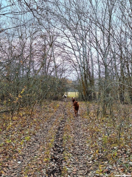 А вы бы прогулялись по этим местам? | Источник: Читатель V1.RU Александр