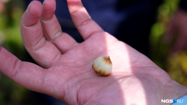 Сорта фундука «Каталонский» и «Косфорд» адаптированы так, что выдерживают до -32 градусов мороза | Источник: Антон Дигаев / NGS.RU