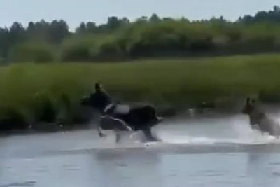 Лосиха с лосенком спасались от жары в Приамурье