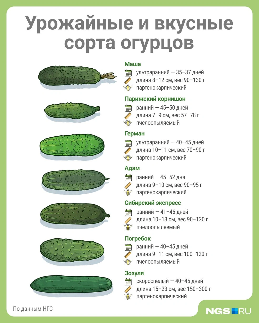 Источник: Юрий Орлов / Городские медиа