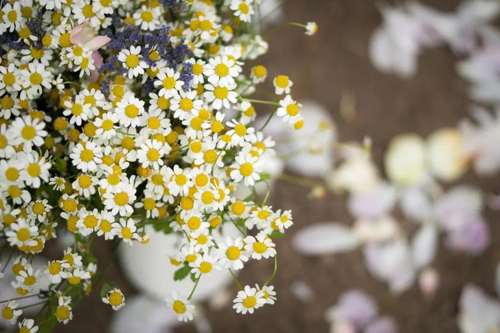 Сад Ракицкого в Тарусе приглашает на «Бал цветов»