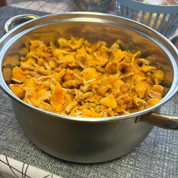 Источник: Алексей Галкин / Грибы в Подмосковье 2025 / VK.com