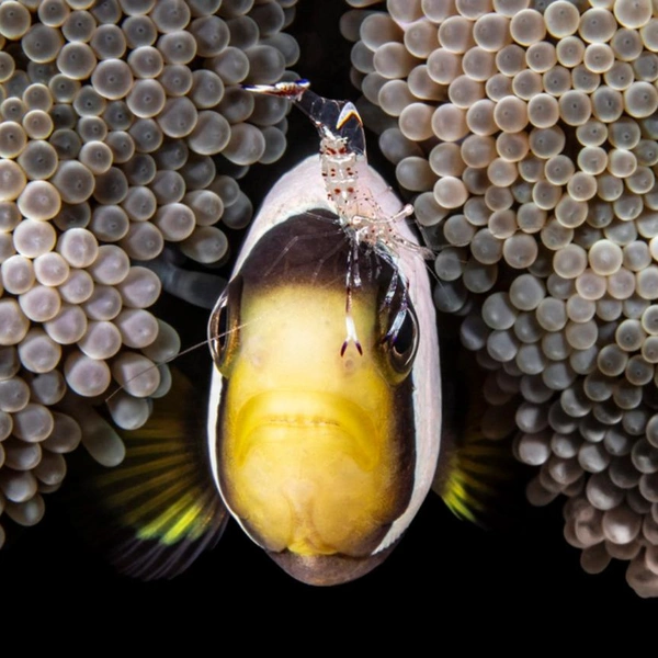 Финалист в номинации «Природа» | Источник: Fabi Fregonesi / 1839 Awards Photographer of the Year 2025