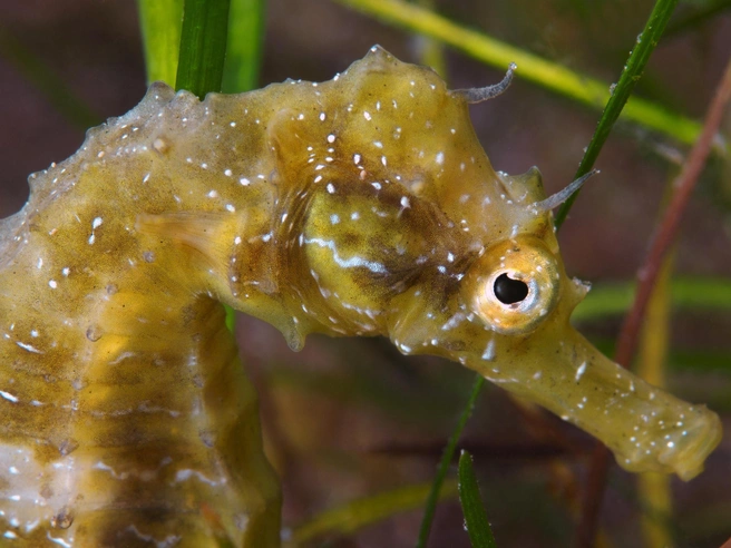 Голова короткорылого морского конька (Hippocampus hippocampus). Обитает в Средиземном море и северной части Атлантического океана. | Источник: Legion Media