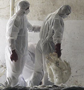 Фото №1 - Вирус H5N1 приобрел устойчивость к лекарствам