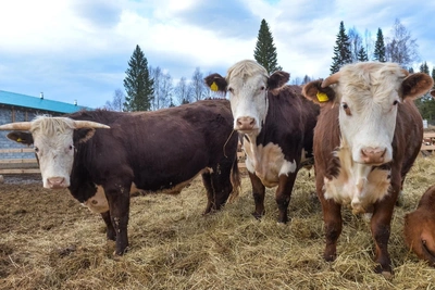 В Татарстане запретили ввоз скота из-за пастереллеза