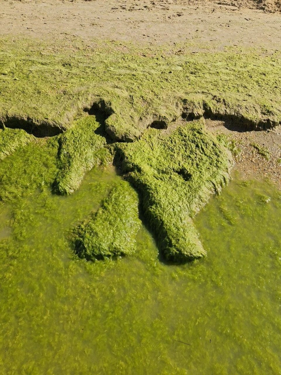 На берегу — водоросли | Источник: Макс Анапский / t.me