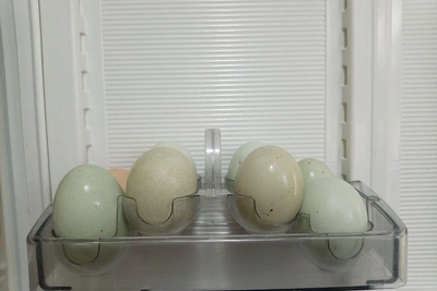 Уникальные куры в Башкирии несут цветные яйца