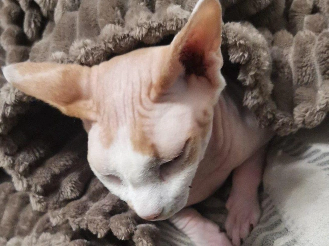 Бесшёрстные породы, такие как сфинксы, тяжело переносят морозы — этот котёнок закутался в одеяло. | Источник: читательница НГС Надежда