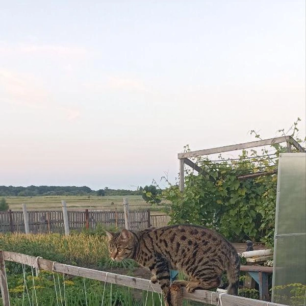 Вот это хищник! | Источник: читатель 63.RU