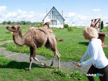 Юлия гонит загулявшуюся Раису в ее угодья | Источник: Дарья Ходосевич / YA62.RU