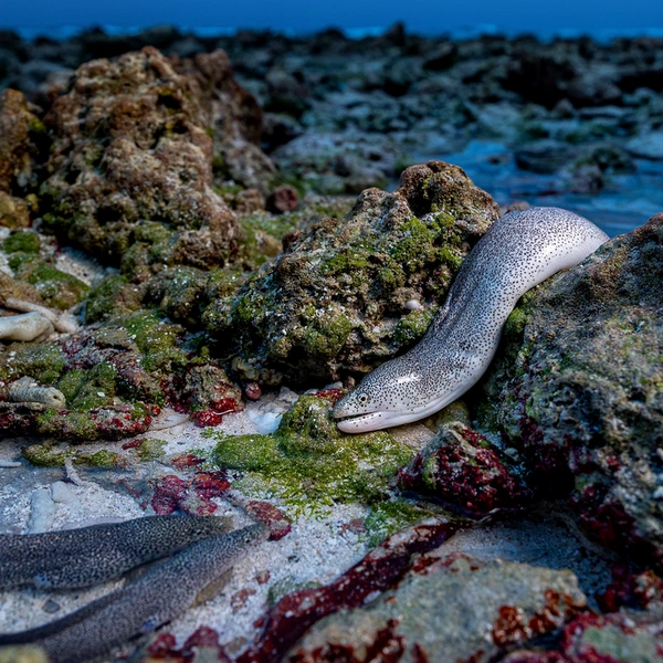 Фотография узорчатой сидерии (Gymnothorax pictus) из семейства муреновых, решившей поживиться мертвыми рыбешками после прилива, победила в номинации «Животные в естественной среде» | Источник: Shane Gross / Wildlife Photographer of the Year 2025