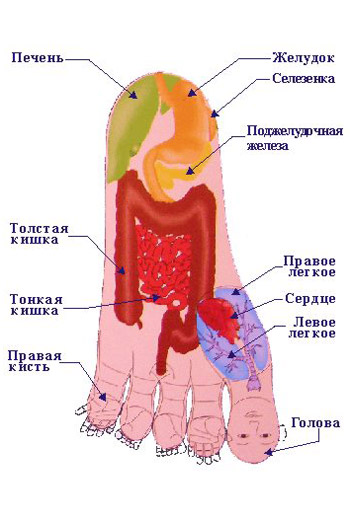 Внутренние органы в системе соответствия стопы.