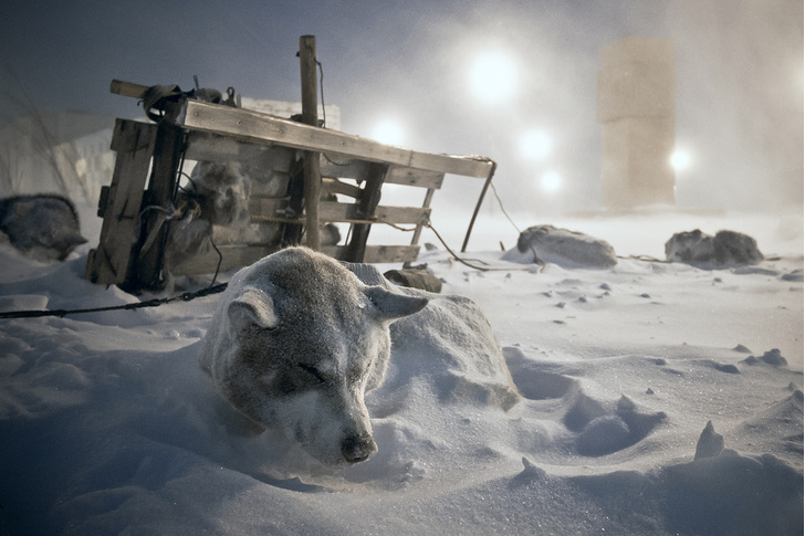 Однако, хороший хозяин возит с собой лопату и для каждой из собак выкапывает ямку в снегу для ночлега