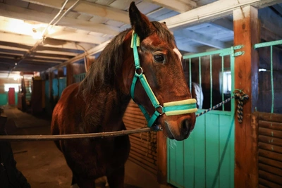 Orlov Trotter 'A fighter' stars as equestrian club symbol