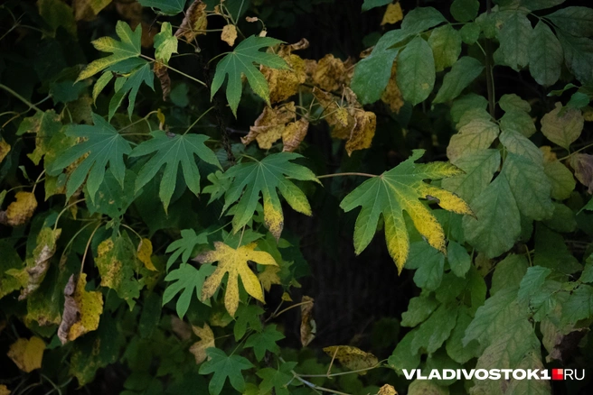 Источник: Елена Буйвол / VLADIVOSTOK1.RU