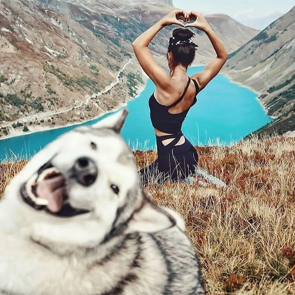 Очень смешные собаки и кошки, которые испортили людям фотографию | Источник: соцсети