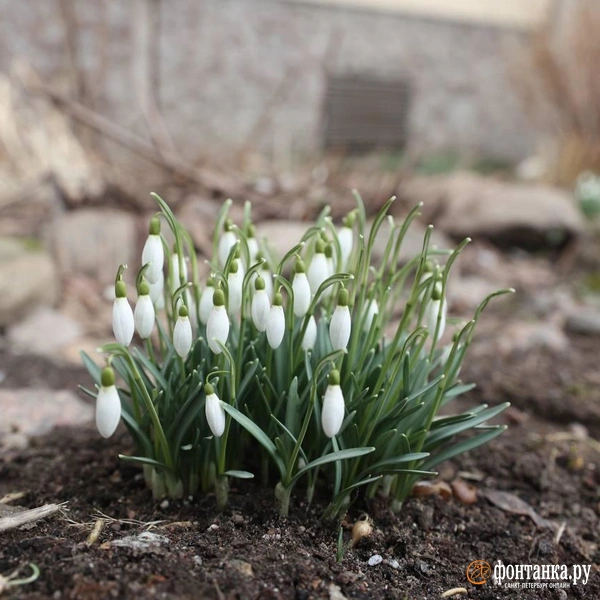 Источник: Сергей Михайличенко / «Фонтанка.ру»