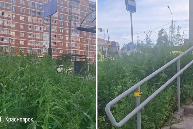 Кусты растут возле лестнице на остановке | Источник: hr_olgaostapenko / Instagram (экстремистская организация, деятельность запрещена на территории РФ)