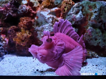 А кто это, я, конечно, не запомнила | Источник: Алина Ринчино / «ИрСити»