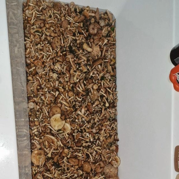 Источник: Мария Симонова / Грибы в Подмосковье 2025 / VK.com