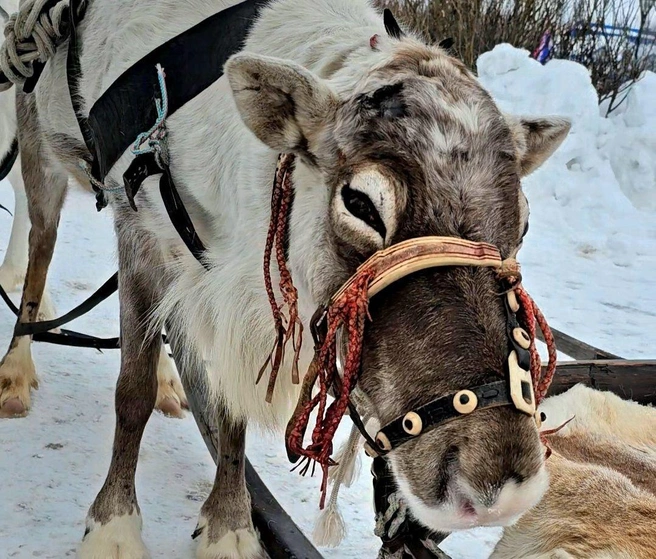 Источник: Юрий Чекунов / Т.me