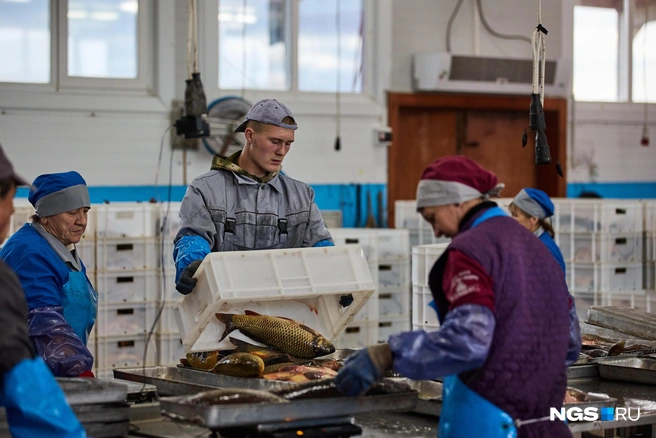 За день, заверили работники «Красного моряка», всю пойманную рыбу перерабатывают, и испортиться шанса у нее нет. Что касается описторхоза, то кого в деревне ни спроси, бояться его не стоит, во всяком случае, на Сартлане: это слабосоленое озеро, и типичному для Обского бассейна паразиту в нем некомфортно | Источник: Александр Ощепков / NGS.ru