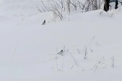 Первые пуночки весны замечены в Мурманской области