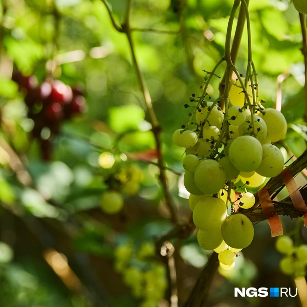 В Сибири можно выращивать виноград как для еды, так и для вина | Источник: Александр Ощепков / NGS.RU