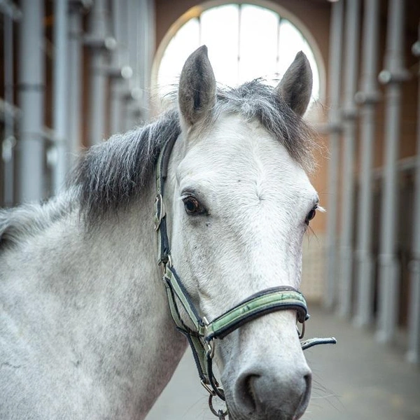 В Царском Селе завели общительного Сережу, но на самом деле он — Каприз | Источник: ГМЗ «Царское село»