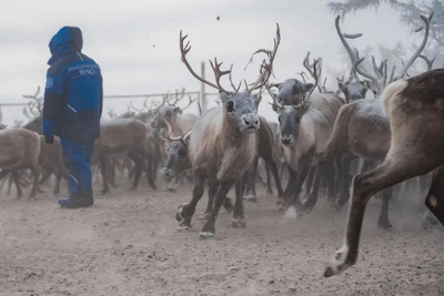 На Ямале стартовала вакцинация северных оленей