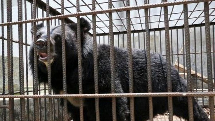 Съедал ящик фруктов и два ведра лапши в день: в Китае щенок мастифа оказался медведем