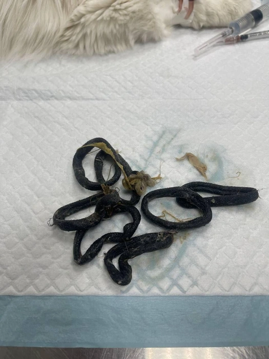 Резинки, которые достали из желудка кота | Источник: Ветеринарная клиника «Друг» г. Пермь / Vk