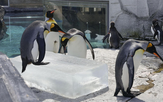 Пингвины охлаждаются в зоопарке на Хоккайдо