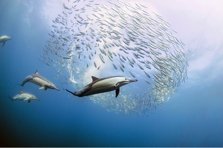 Люди океана: цивилизация дельфинов
