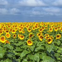 Аватарка Матильда