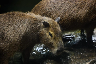 How Capybaras Are Trained: Meet Active Spark, Calm Caramel, and Phlegmatic Peach
