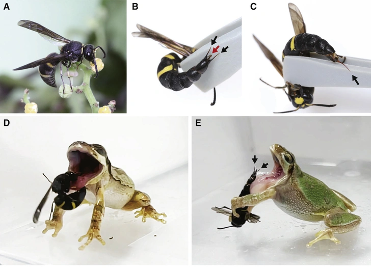 Укол пенисом: у самцов ос нашли секретное оружие против лягушек