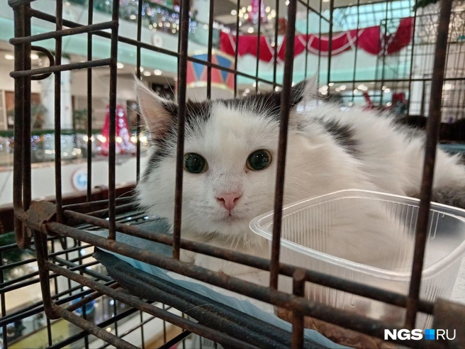 Это Марсик, ему 6 месяцев. Котика нашли в селе Гусиный Брод | Источник: Рихарда Лем / NGS.RU