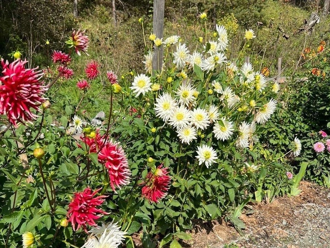 Чтобы сад сохранял всё свое великолепие, героиня работает каждый день | Источник: Вера Фукс