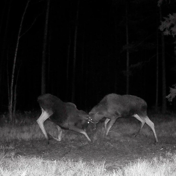 Источник: Каждой твари по паре