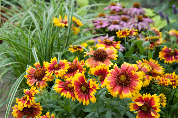 Пусть расцветают: 7 цветов, которые будут украшать ваш сад в сентябре