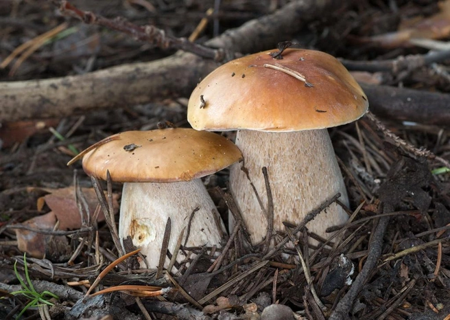 Первый слой белых грибов начинается ближе к концу июня | Источник: mycology.su