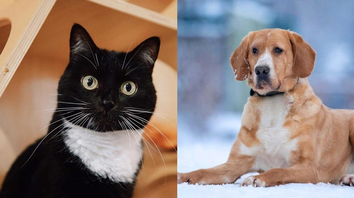 Котопёс недели: возьмите из приюта собаку-обнимаку Гоги или кошку маминой подруги Розу | maximonline.ru