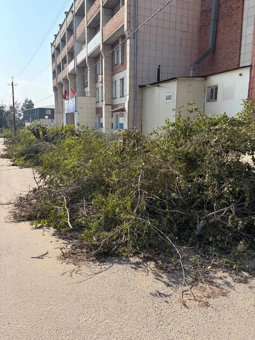 Деревьев в этом месте росло много | Источник: очевидец