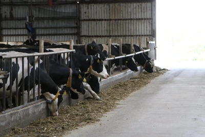 Фермер в Башкирии купил несуществующую корову